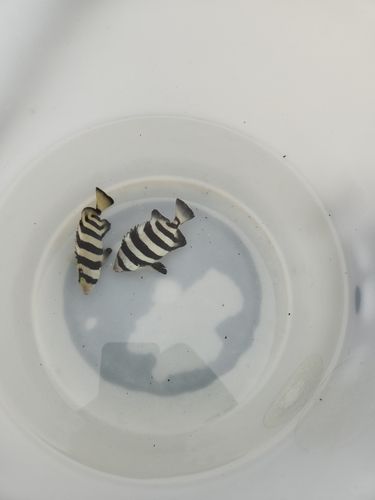 サンバソウの釣果