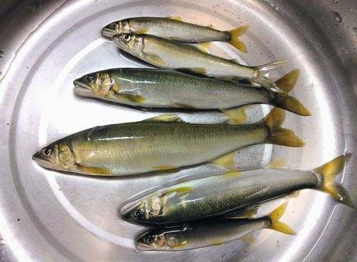 アユの釣果