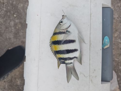 オヤビッチャの釣果