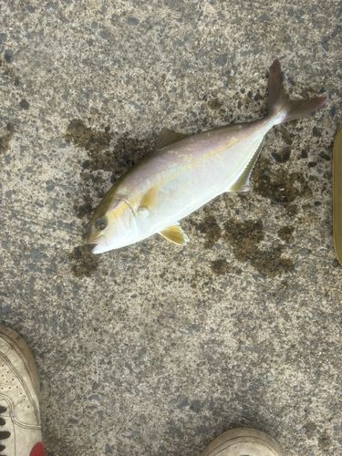日立沖