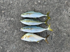 カンパチの釣果