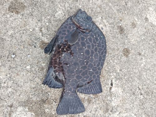 イシガキダイの釣果