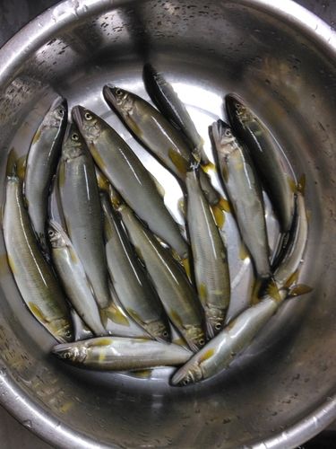 アユの釣果