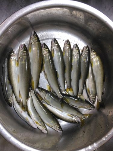 アユの釣果