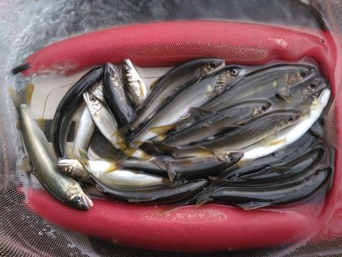 アユの釣果