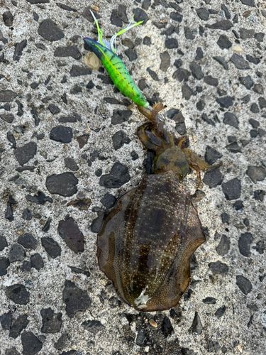 アオリイカの釣果