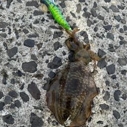 アオリイカ