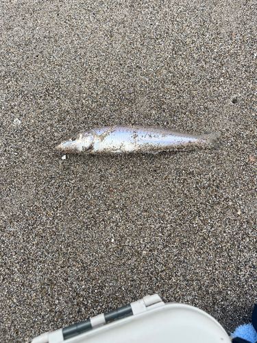 キスの釣果