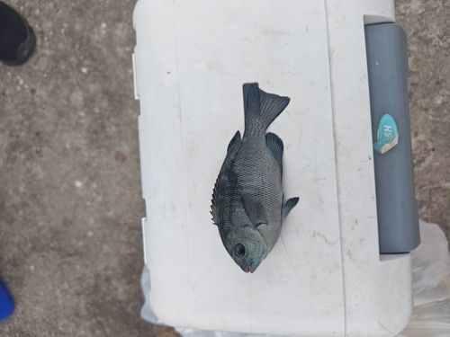 グレの釣果