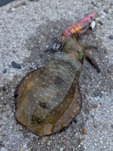 アオリイカの釣果