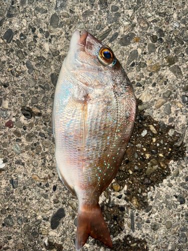 マダイの釣果