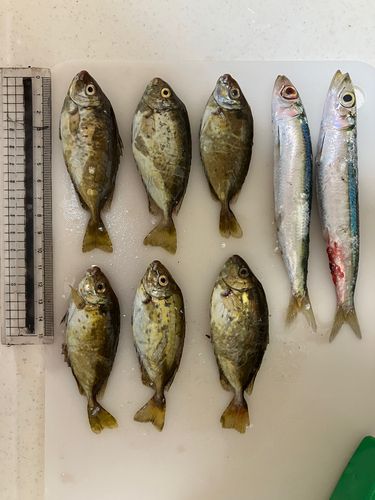 アイゴの釣果