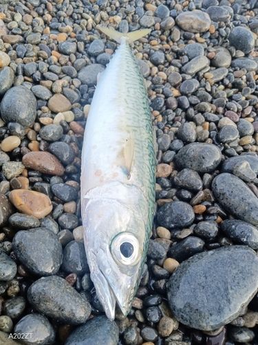 サバの釣果