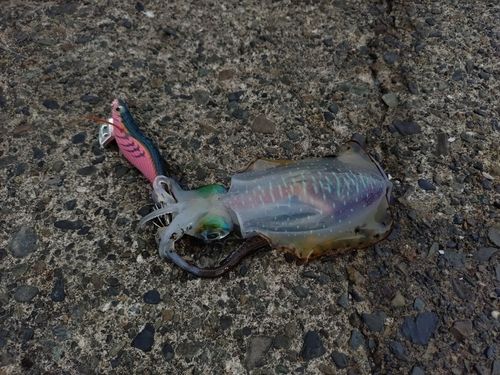 アオリイカの釣果