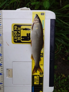 アユの釣果