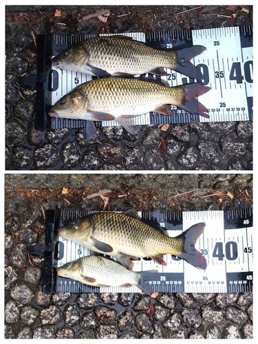 コイの釣果