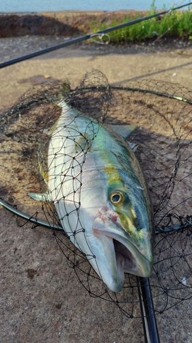 ワラサの釣果