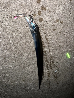 タチウオの釣果