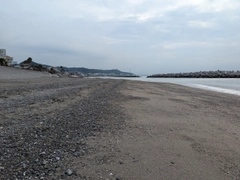 シロギスの釣果