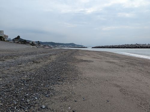 シロギスの釣果