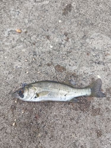 セイゴ（マルスズキ）の釣果
