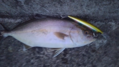 ショゴの釣果