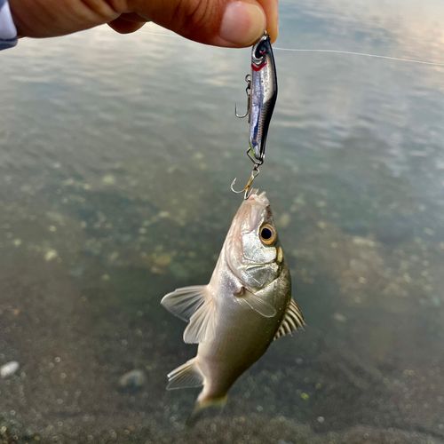 セイゴ（ヒラスズキ）の釣果