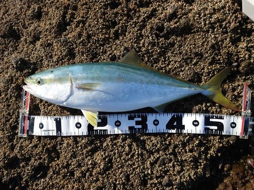 フクラギの釣果