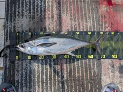 コシナガマグロの釣果