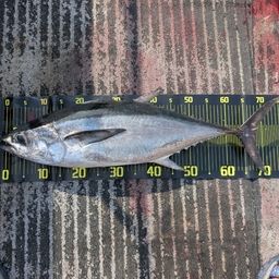 コシナガマグロ