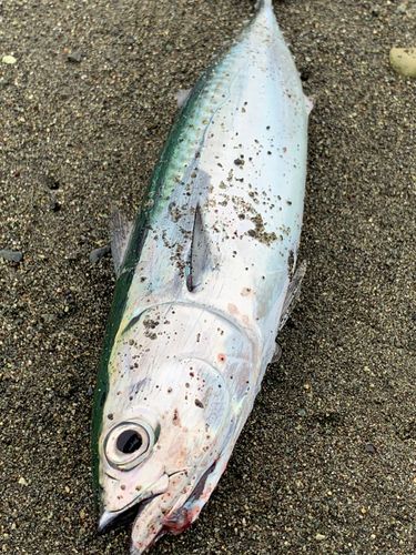 ヒラソウダの釣果