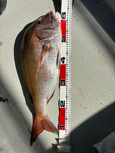 タイの釣果