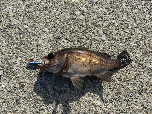 アカメバルの釣果