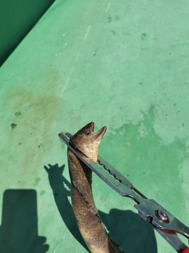 ウツボの釣果