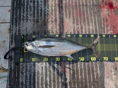 コシナガマグロの釣果