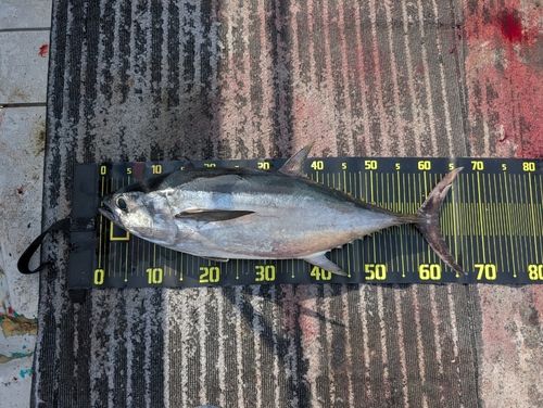 コシナガマグロの釣果