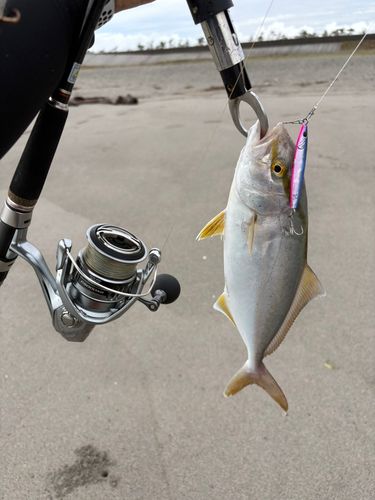 ショゴの釣果