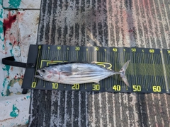 カツオの釣果