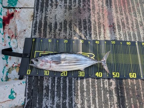 カツオの釣果
