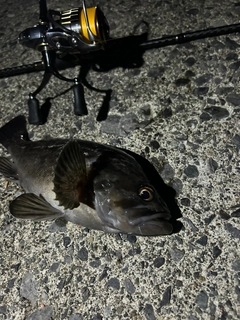 クロソイの釣果