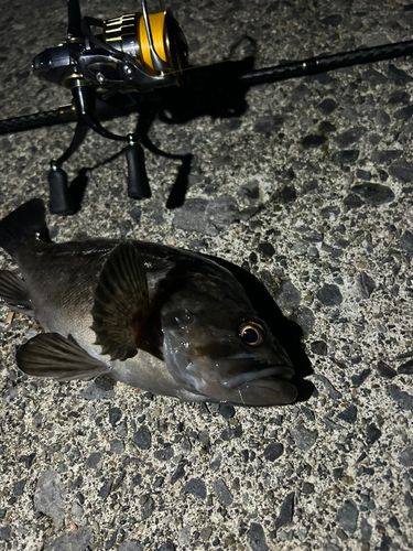 クロソイの釣果