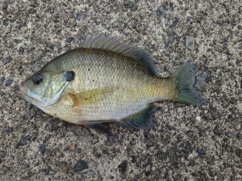 ブルーギルの釣果