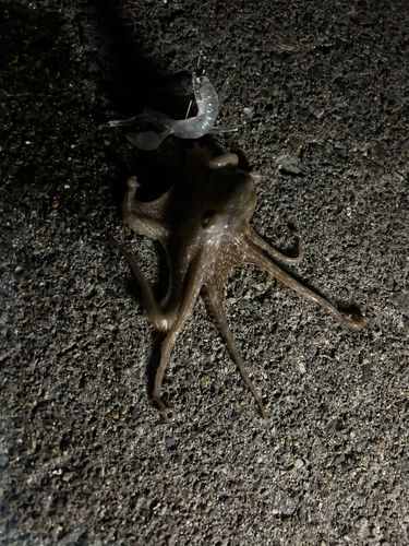 タコの釣果