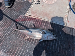コシナガマグロの釣果