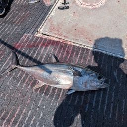 コシナガマグロ