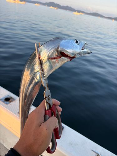 タチウオの釣果