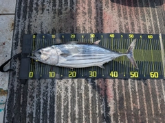 カツオの釣果