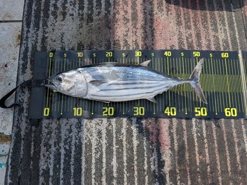 カツオの釣果