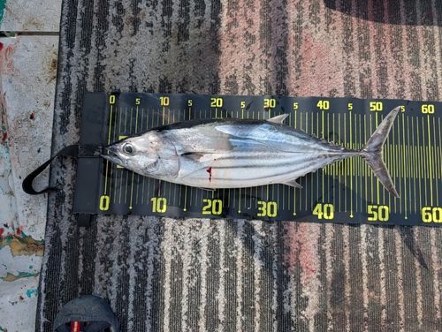カツオの釣果