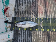カツオの釣果